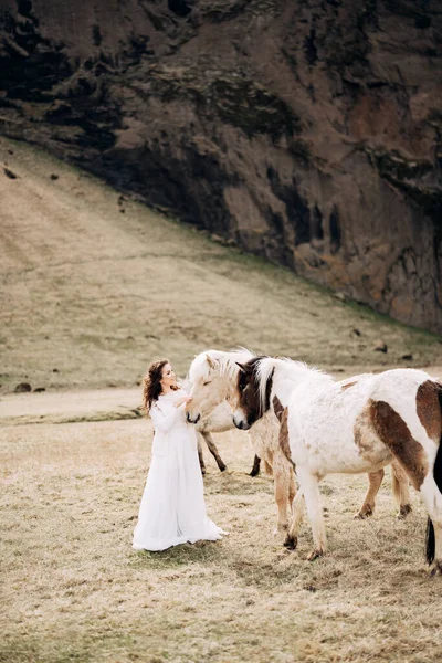 Destinazione Islanda sessione fotografica di nozze con cavalli islandesi. La sposa accarezza la criniera di due cavalli. Panna e cavalli maculati bianchi . — Foto Stock