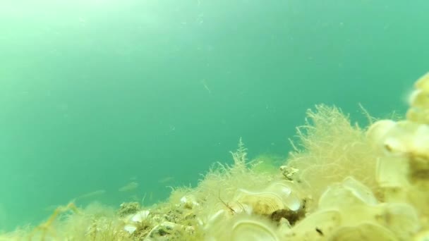 Подводная сцена — стоковое видео