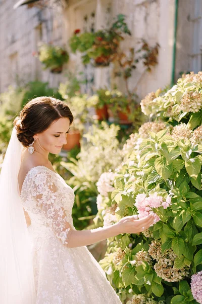 A menyasszony hozzáér egy rózsaszín hortenzia bokorhoz. Képzőművészeti esküvői fotó Montenegróban, Perast. — Stock Fotó