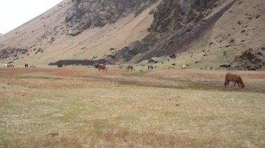 İzlanda atı İzlanda 'da yetişen bir at türüdür. Süslü yelesi olan krem renkli bir at bir dağın arka planında otluyor..