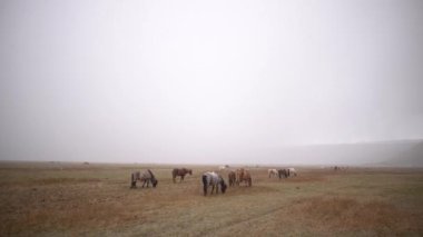 Bir at sürüsü tarlada yürüyor ve ot yiyor, kar yağıyor, kar yağışı yüzünden görüş mesafesi düşük. İzlanda atı İzlanda 'da yetişen bir attır..