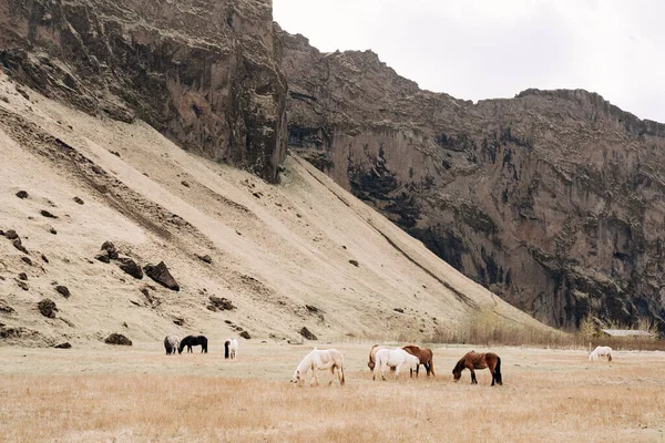 Muchos caballos coloridos pastan en un campo contra la montaña. El caballo islandés es una raza de caballos cultivados en Islandia. . — Foto de Stock