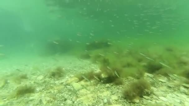 Ein Schwarm kleiner Fische unter Wasser. — Stockvideo