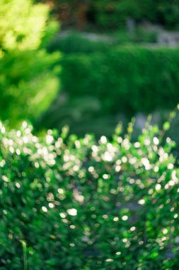 Doğal yeşil bokeh soyut arkaplan, ultra-yeşil renk.