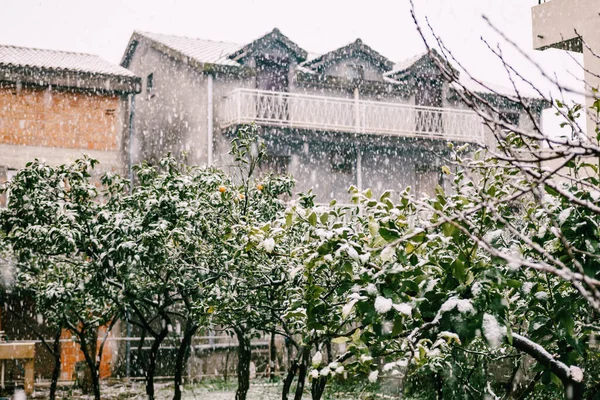 Calle cubierta de nieve en Budva, Montenegro. Una ocurrencia rara para un clima cálido. Jardín con árboles cítricos cubiertos de nieve . — Foto de Stock