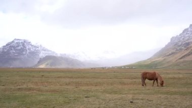 Kahverengi bir at, dağlardaki kar fırtınasının ortasında tarlada yürüyor. İzlanda atı İzlanda 'da yetişen bir attır..