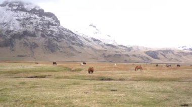 İzlanda atı İzlanda 'da yetişen bir at türüdür. Atlar, karla kaplı zirveleri olan kayalık dağlarla çevrili büyük bir arazide özgürce otlarlar..