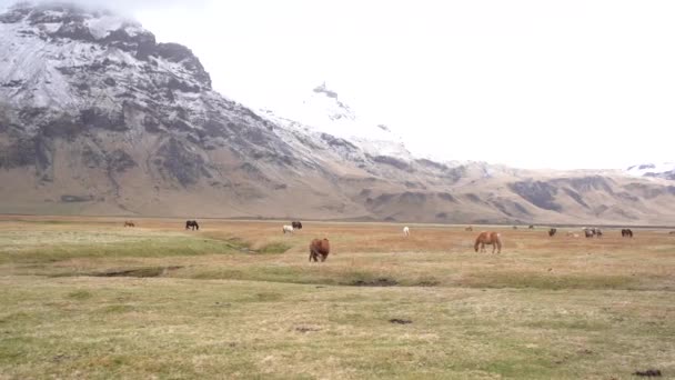 Исландская лошадь - порода лошадей, выращенная в Исландии. Стада лошадей свободно пасутся на огромном поле, окруженном скалистыми горами со снежными вершинами . — стоковое видео