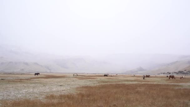 Stado koni przechodzi przez pole i je trawę, pada śnieg, słaba widoczność ze względu na spadający śnieg. Islandzki koń jest rasą koni uprawianych na Islandii.. — Wideo stockowe