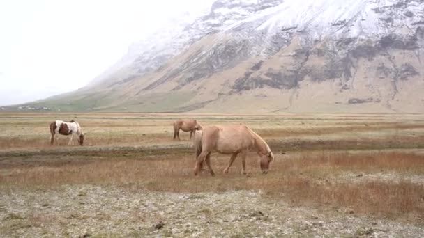 Стадо лошадей щипает траву в поле, на фоне скалистых гор. В мае идёт снег. Исландская лошадь - порода лошадей, выращенная в Исландии . — стоковое видео