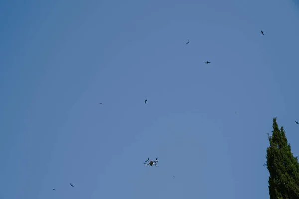 Drone pequeno cinzento voa no céu azul entre as andorinhas . — Fotografia de Stock