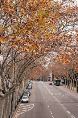 Sarı sonbahar ağaçlarının altında yol, yol boyunca park edilmiş arabalar..