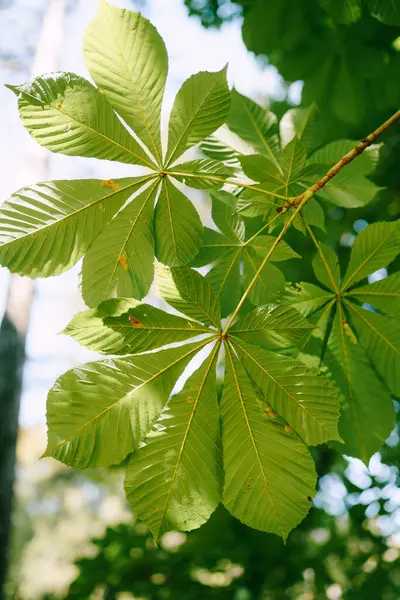 Detailní záběr, zelené kaštanové listy na stromě. — Stock fotografie