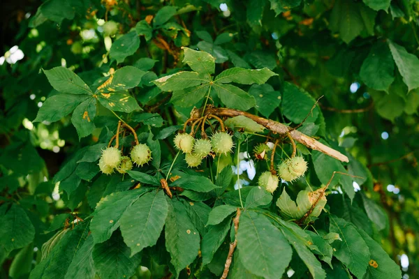 El fruto del castaño de indias en las ramas del árbol - cajas en forma de bola con púas . — Foto de Stock
