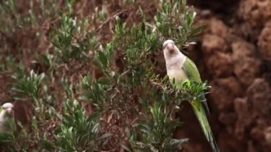 Yeşil papağan keşişi ya da Kalita, ya da İspanya 'nın Barselona şehrinde yaşayan Myiopsitta monachus..