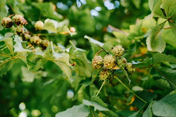 El fruto del castaño de indias en las ramas del árbol - cajas en forma de bola con púas . — Foto de Stock
