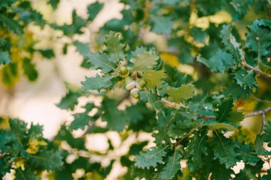 Yeşil yapraklı ve meşe palamutlu meşe dallarına yakın çekim.