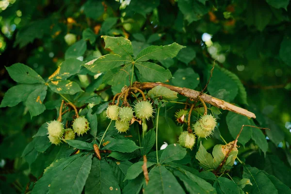 De vrucht van paardenkastanje op de takken van de boom - kogelvormige dozen met spikes. — Stockfoto