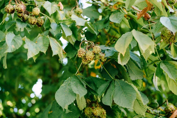 Le fruit du châtaignier sur les branches de l'arbre - boîtes en forme de boule avec des pointes. — Photo