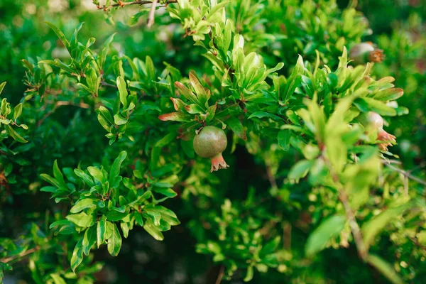 Um pequeno fruto verde de uma romã em uma árvore . — Fotografia de Stock