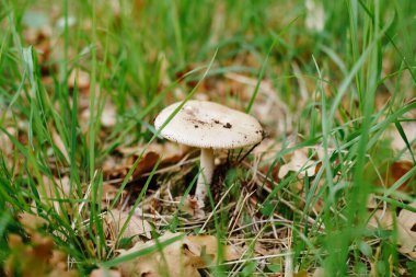 Lepiota mantarı çimlerin üzerinde Sonbahar yapraklarıyla ormanda.