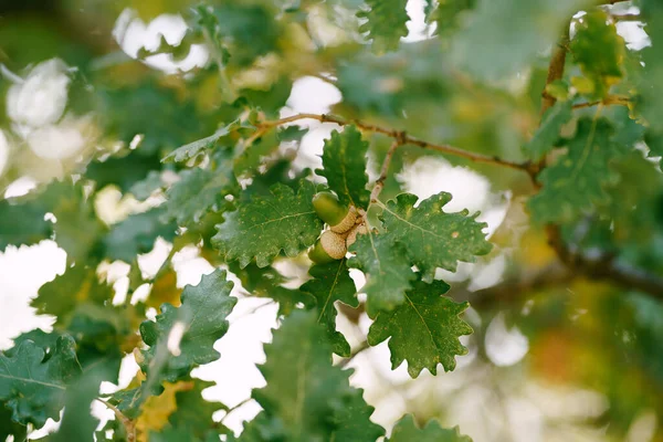 Κοντινό πλάνο των κλαδιών δρυός με πράσινο φύλλωμα και βελανίδια. — Φωτογραφία Αρχείου