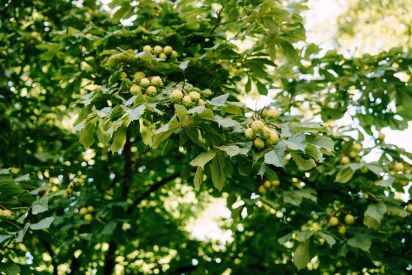 The fruit of horse chestnut on the branches of the tree - ball-shaped boxes with spikes. — Stock Photo, Image