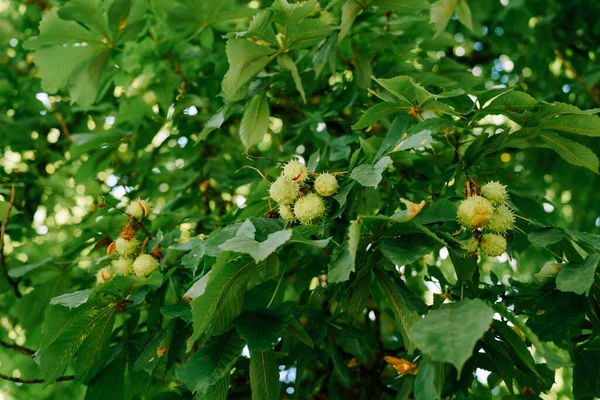 O fruto da castanha de cavalo nos ramos da árvore caixas em forma de bola com picos . — Fotografia de Stock