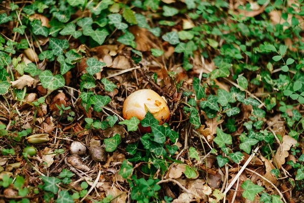 Caesar mushroom - Amanita caesarea в траве в осеннем лесу. Съедобные грибы семейства Amanitaceae - Amanitaceae. Грибообразный гриб из семейства мух-агариков. — стоковое фото