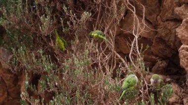 Yeşil papağan keşişi ya da Kalita, ya da İspanya 'nın Barselona şehrinde yaşayan Myiopsitta monachus..