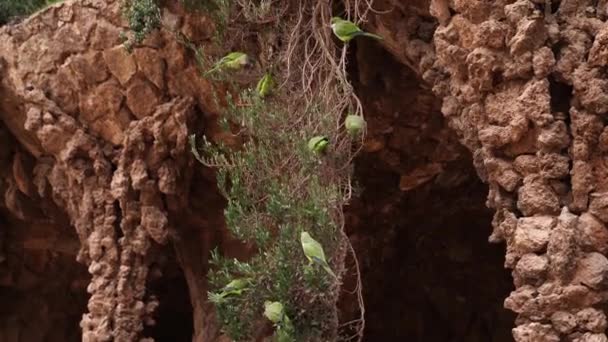 El monje loro verde o Kalita, o Myiopsitta monachus en el Parque Güell, Barcelona, España . — Vídeos de Stock