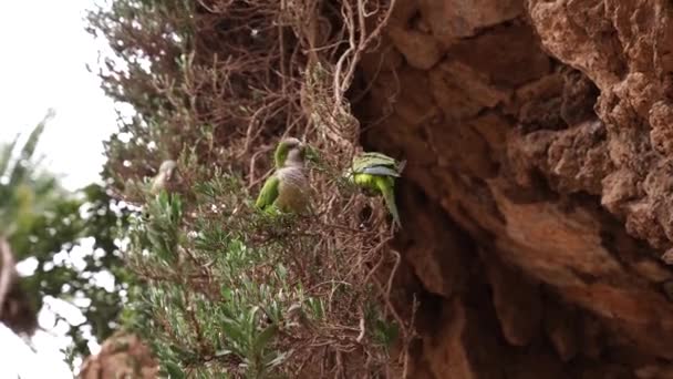 Den gröna papegojmunken eller Kalita, eller Myiopsitta monachus i parken Guell, Barcelona, Spanien. — Stockvideo