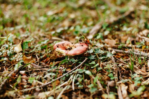 Russula hongo en la hierba en el bosque —  Fotos de Stock