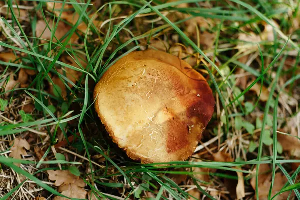 Grzyb w lesie w suchych liściach i trawie. — Zdjęcie stockowe