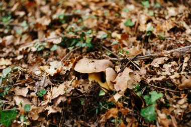Leccinum mantarı parkta, kuru meşe yapraklarının altında..