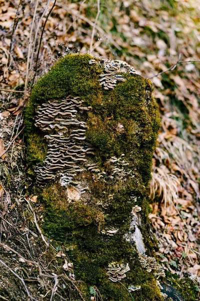Штовхають гриби на дереві, вирощеному мохом . — стокове фото