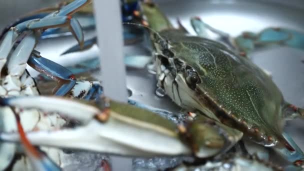 Gros plan sur le crabe bleu, respire et met des bulles dans un évier en métal, près du jet d'eau du robinet. — Video