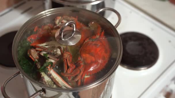 Rood gekookte blauwe krabben worden gekookt in een pan, in kokend water met kruiden. — Stockvideo