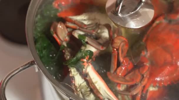 Les crabes bleus bouillis rouges sont cuits dans une casserole, dans de l'eau bouillante avec des herbes. — Video
