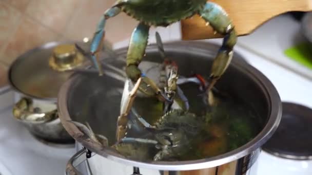 Les crabes bleus sont mis dans de l'eau bouillante dans une casserole sur le poêle. — Video