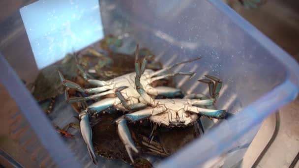 Le chef lave les crabes dans l'évier de cuisine et les plie dans un récipient en plastique. — Video