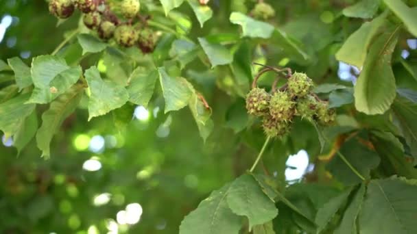 Frukten av hästkastanj på grenarna av trädet - bollformade lådor med spikar. — Stockvideo