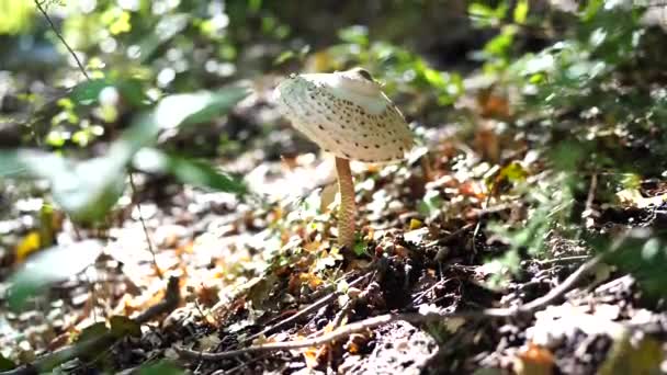 Lepiota mushroom in the grass with autumn foliage in the forest. — Stock Video