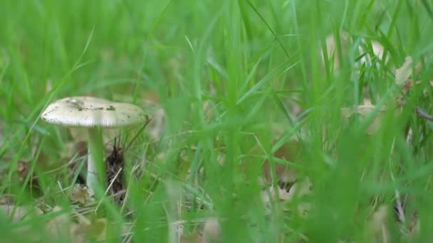 Seta Lepiota en la hierba con follaje otoñal en el bosque . — Vídeos de Stock