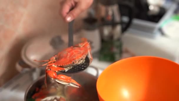 The cook takes out the cooked red blue crabs from the pan and folds them into an orange bowl. — Stock Video