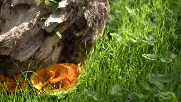 Champiñones chanterelle naranja en la hierba verde debajo del tocón . — Vídeos de Stock