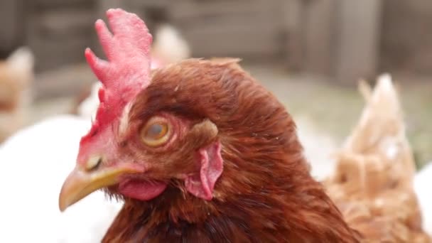 Zbliżenie pyska kurczaka jest grzebieniem i dziobem brązowego kurczaka. — Wideo stockowe