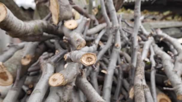 Kleines Brennholz aus Walnussbaum. Brennholz für den Winter im Dorf ernten. — Stockvideo
