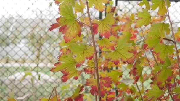 Zeleno-červené podzimní listy z černého rybízu keřů ve vesnici. — Stock video