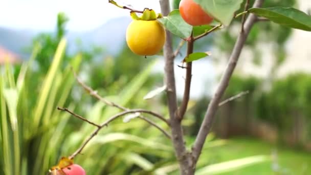 Gul och apelsinmogen persimon på trädgrenar. — Stockvideo